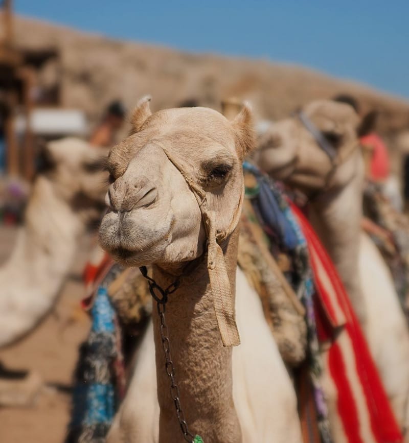 Camels around Dahab